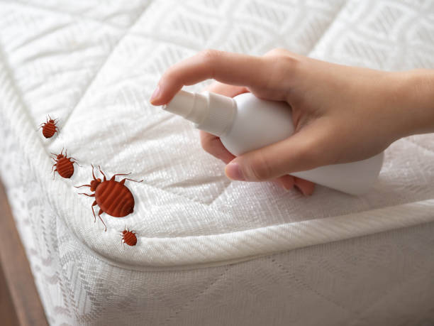 Best Cockroach Control  in Fairwood, WA